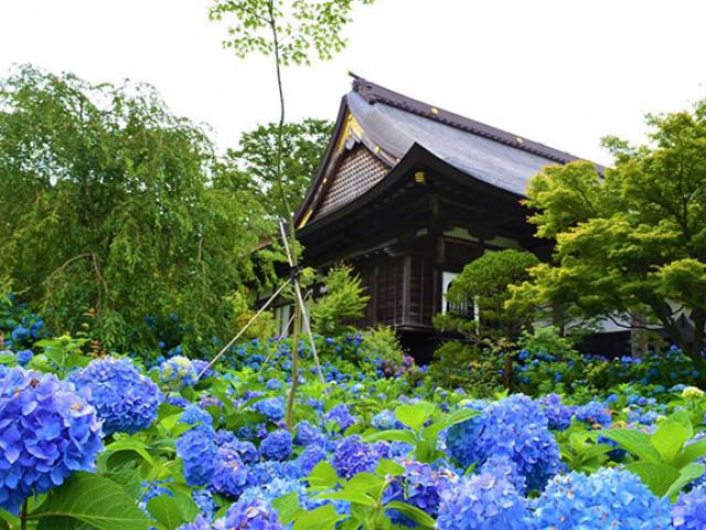 Du lịch - Nơi đẹp nhất Nhật Bản ngắm hoa cẩm tú cầu nở rộ, đến một lần say cả đời