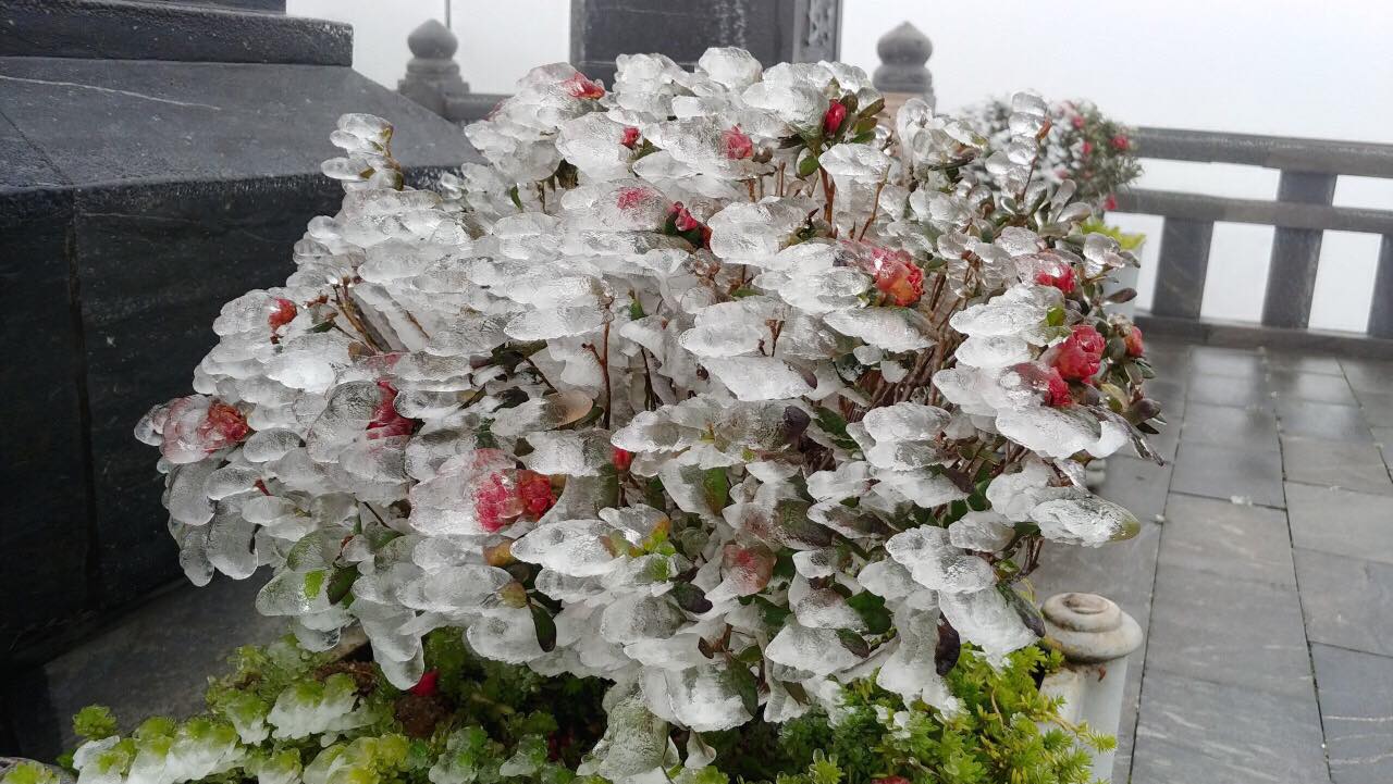 Frost suddenly covered the top of Fansipan when the temperature dropped to -1 degree Celsius - 5