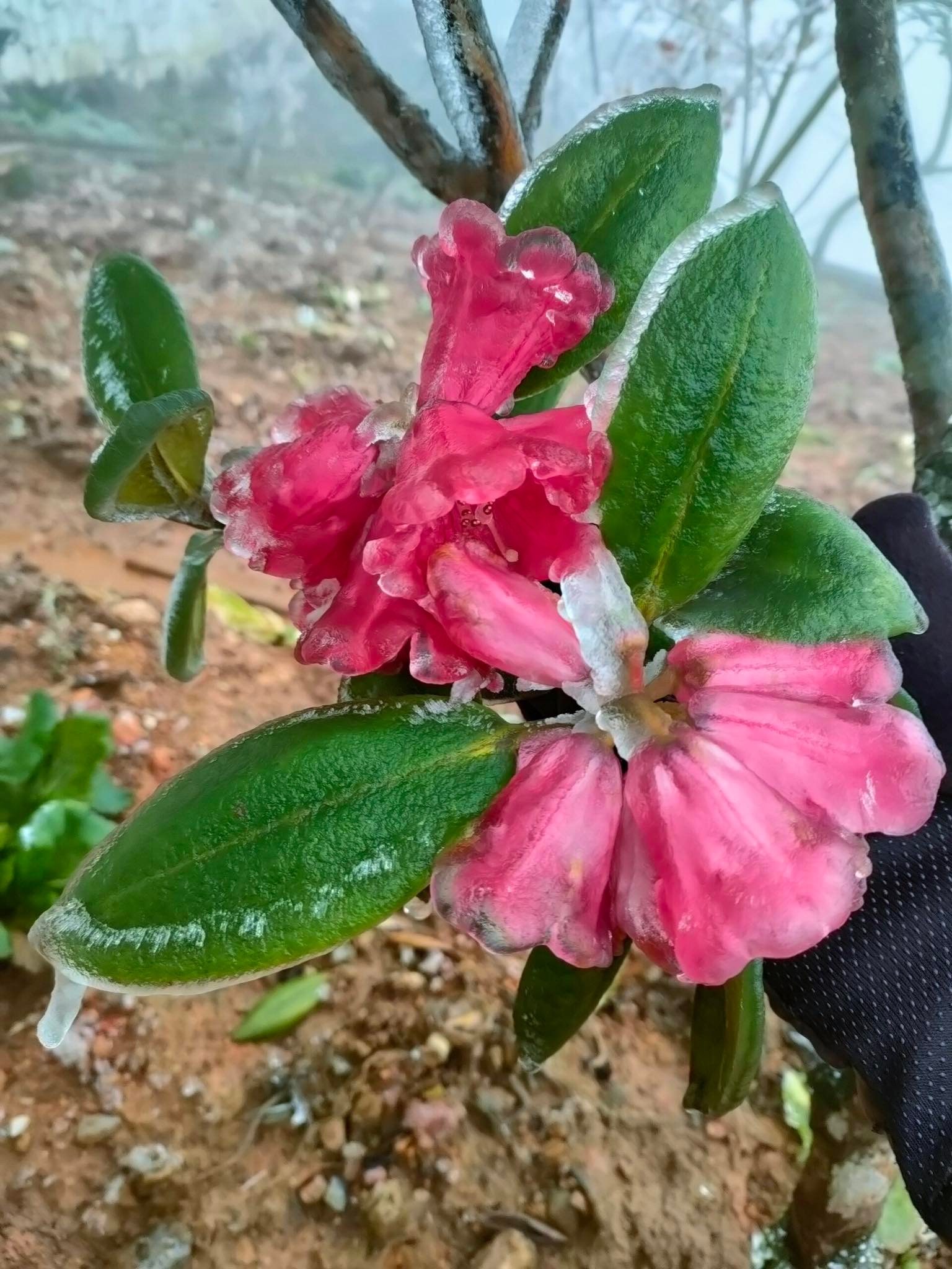 Frost suddenly covered the top of Fansipan when the temperature dropped to -1 degrees Celsius - 9 degrees