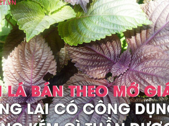 Sức khỏe đời sống - Loại lá ở Nhật được xem như "lá hồi sinh", Việt Nam trồng cả vườn, bán theo mớ rẻ bèo