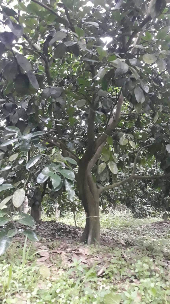 Vườn bưởi Phúc Trạch của gia đình ông Thiên bị kẻ gian cưa xung quang gốc.