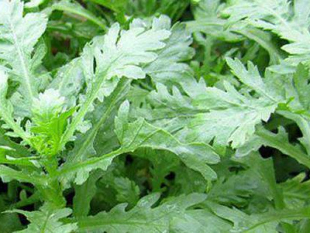 Sức khỏe đời sống - 8 công dụng trị bệnh của rau cải cúc