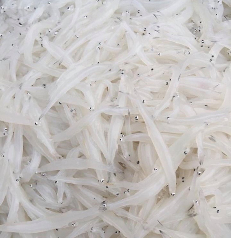 Cá ngần mềm như bún, trắng trong, không xương là loài cá ngon nổi tiếng của sông Đà. Cá ngần còn có tên gọi khác như cá sữa, cá bún, cá thuỷ tinh…
