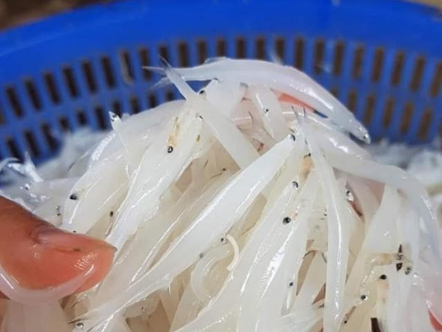Ở Việt Nam có loài cá không xương, xưa giá rẻ, giờ dân bắt về bán giá cao ngất 400.000đ/kg