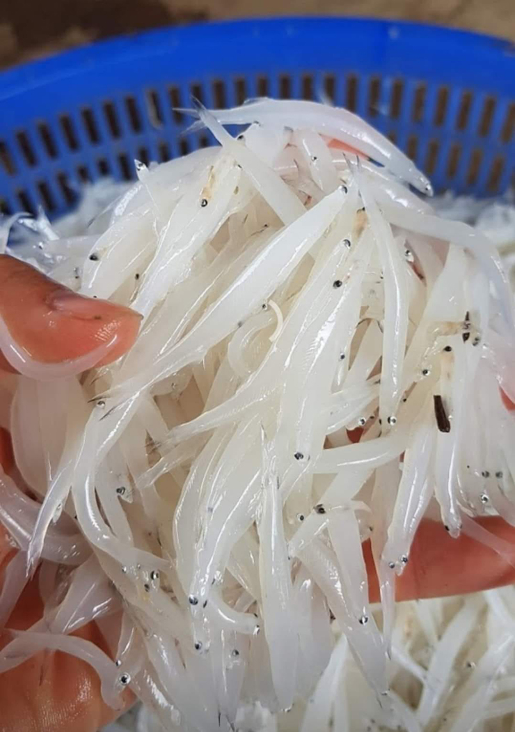 Về kích thước, cá ngần chỉ hơn cọng giá một chút, to nhất cũng chỉ bằng đầu đũa
