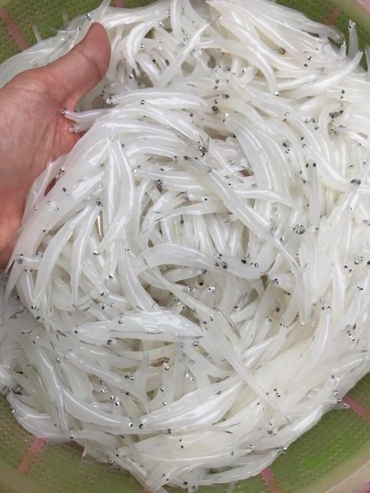 Trước đây, người dân ven sông Đà cứ muốn ăn thì mang vợt ra để vớt cá về ăn. Ít người biết đến loài cá này nên hầu như không ai mua bán ở chợ, có bán thì giá cũng rất rẻ
