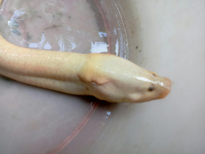 CLIP: Lão nông sở hữu con lươn có màu rất lạ - 2