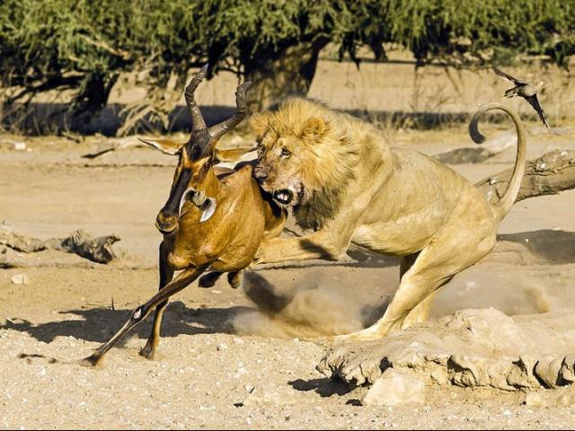 Media - Mải mê "đọ sừng", cặp linh dương bị sư tử đoạt mạng