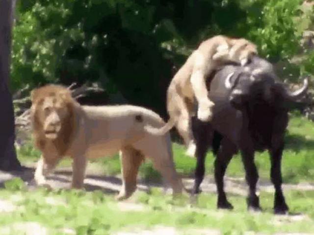 Sư tử cái vật lộn hạ sát trâu rừng, sư tử đực hóa ”bù nhìn”