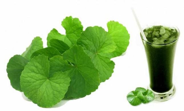 Cool cooling gotu kola juice can also turn into 'poison' if taken this way - 1