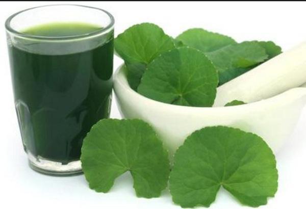 Cool cooling gotu kola juice can also turn into 'poison' if taken this way - 3