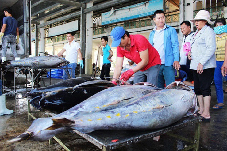 Trong tháng 1/2022, tỉnh Khánh Hoà tiếp tục dẫn đầu cả nước về xuất khẩu cá ngừ với giá trị gần 40 triệu USD, chiếm 45% tổng kim ngạch xuất cá ngừ của cả nước. 
