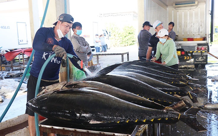 Mỗi tấn cá ngừ đại dương được thu mua với giá từ 100 đến 110 triệu đồng. Năm nay, mỗi tấn cá có giá mua từ 150 - 160 triệu đồng. 
