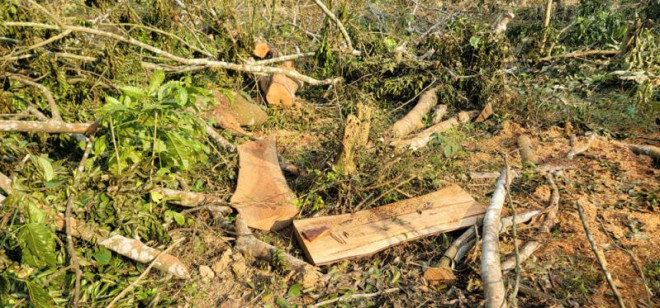 Hiện trường vụ cắt tỉa cây chết đang còn vương vãi nhiều khúc gỗ đã được cưa xẻ vuông vức