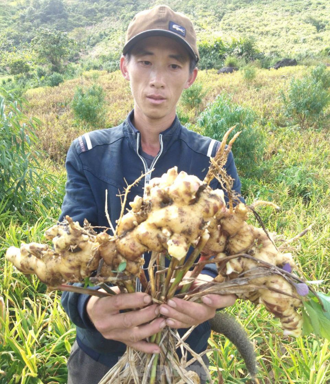 Nhận thấy tiềm năng và lợi thế trong phát triển cây gừng, huyện Kỳ Sơn đã chỉ đạo các phòng, ngành chức năng hướng dẫn người dân tuân thủ chặt chẽ quy trình kỹ thuật về trồng gừng hữu cơ hoàn toàn sạch. Nhờ có chất lượng tốt nên củ Gừng Kỳ Sơn được thị trường trong và ngoài nước ưa chuộng, xuất khẩu ra nhiều nước trên thế giới.