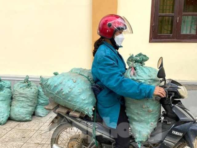 Thị trường - Tiêu dùng - Loại củ giúp người Mông xoá nghèo mất giá, bán chẳng ai mua