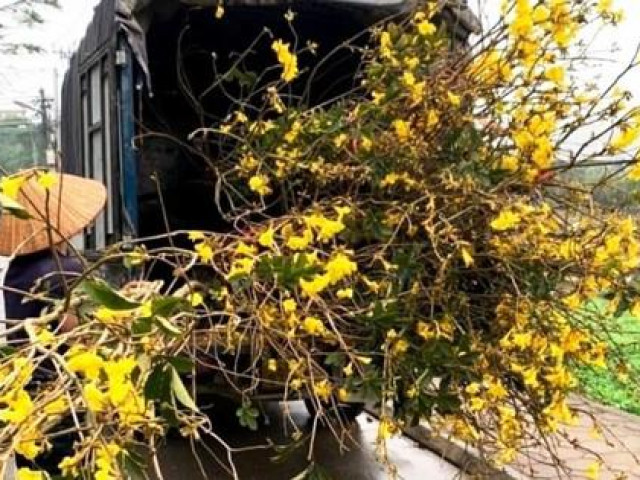 Tin tức trong ngày - Hoa phong linh vàng rực gây 'sốt': Cục Bảo vệ thực vật nói gì về nguồn gốc?