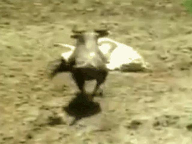 Media - Dùng "khổ nhục kế", sư tử đoạt mạng linh dương đầu bò