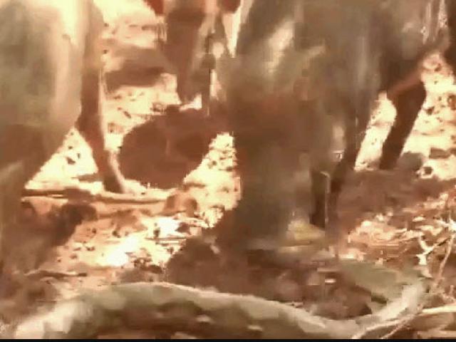 Media - Vào chuồng lợn săn mồi, "mãng xà" bị đánh hội đồng kinh hoàng