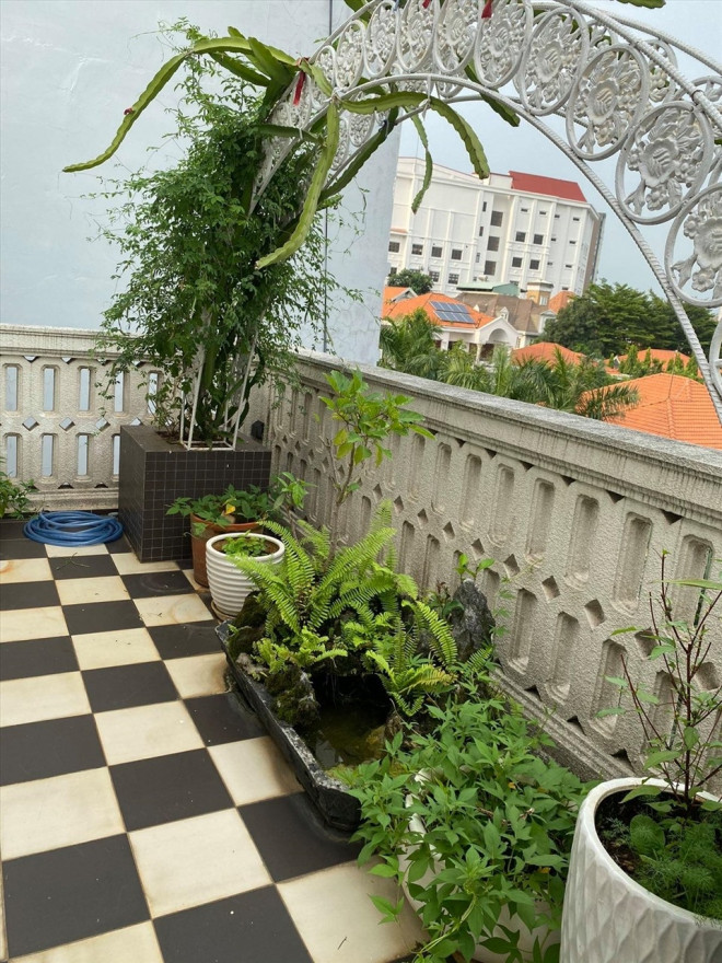 Người đẹp còn mua thêm các chậu cỡ lớn để
trồng rau, trong đó chủ yếu là rau lang, ngót... Rau được trồng
theo phương pháp tự nhiên, không sử dụng thuốc trừ sâu.