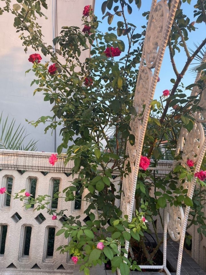 Ngoài trồng hoa hồng trong chậu, Giáng My
trồng nhiều hoa hồng leo theo khung sắt. Hàng ngày, chị thường dành
30 phút để tỉa lá sâu, tưới nước... Một số hoa nở rộ được Giáng My
cắt cắm vào bình, trang trí phòng.