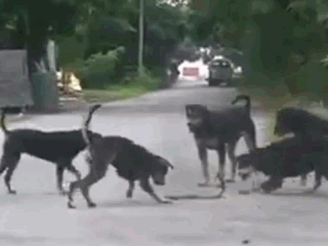 Media - Hổ mang bị chó nhà gọi bầy "quây đánh" tơi bời