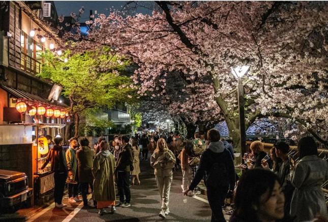 Giới trẻ Nhật Bản thích thú chụp ảnh dưới những tán hoa anh đào đẹp mê mẩn - 1