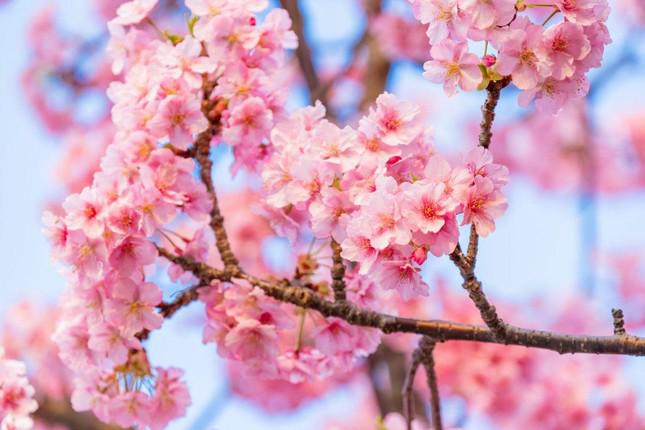 Giới trẻ Nhật Bản thích thú chụp ảnh dưới những tán hoa anh đào đẹp mê mẩn - 2