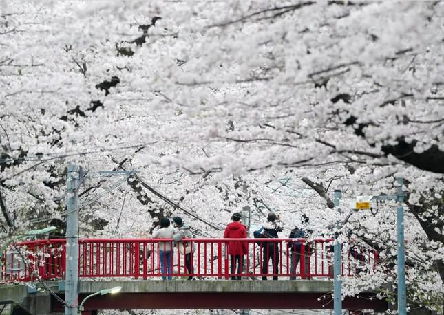 Giới trẻ Nhật Bản thích thú chụp ảnh dưới những tán hoa anh đào đẹp mê mẩn - 4