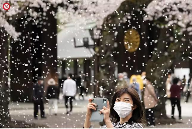 Giới trẻ Nhật Bản thích thú chụp ảnh dưới những tán hoa anh đào đẹp mê mẩn - 6