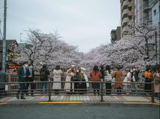 Giới trẻ Nhật Bản thích thú chụp ảnh dưới những tán hoa anh đào đẹp mê mẩn - 8