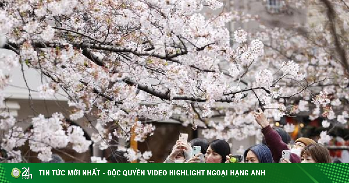 Young Japanese people enjoy taking photos under the enchanting cherry blossoms-Travel