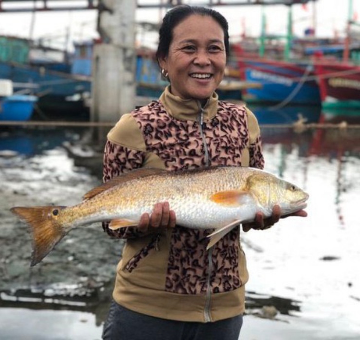 Cá sủ vàng từ lâu đã được coi là “của báu” trong mắt các ngư dân Việt. Bởi loài cá này thường được “săn đón” với giá lên tới hàng trăm triệu, thậm chí hàng tỷ đồng/con. 
