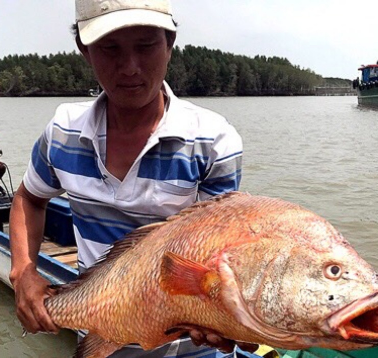 Ở Việt Nam, cá sủ vàng có rất nhiều tên gọi như cá sủ kép vây vàng, thủ vàng, sủ giấy hay cá đường…
