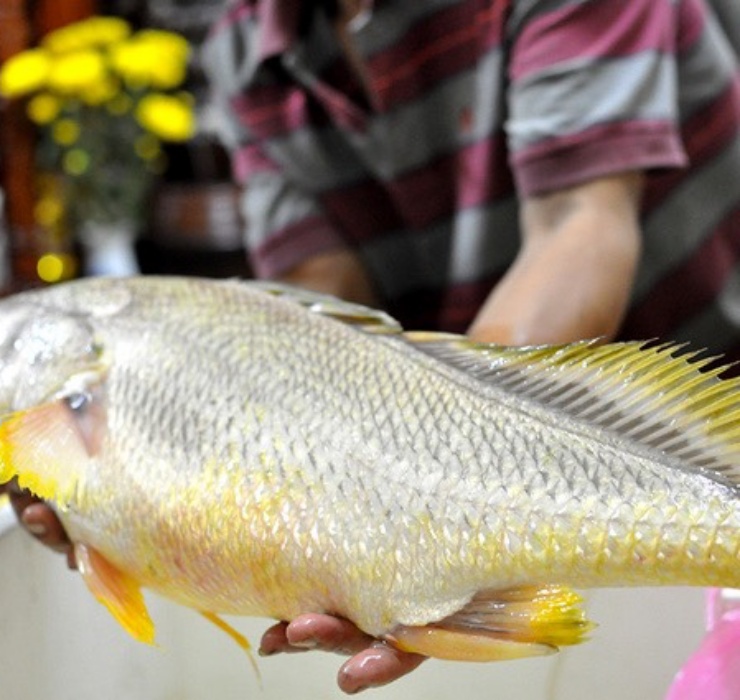 Thời gian sinh sản của cá sủ vàng thường rơi vào tháng 4 – 10 âm lịch hàng năm. Sau khi giao phối, cá mẹ thường bơi về các vùng cửa sông nước lợ để đẻ trứng. 
