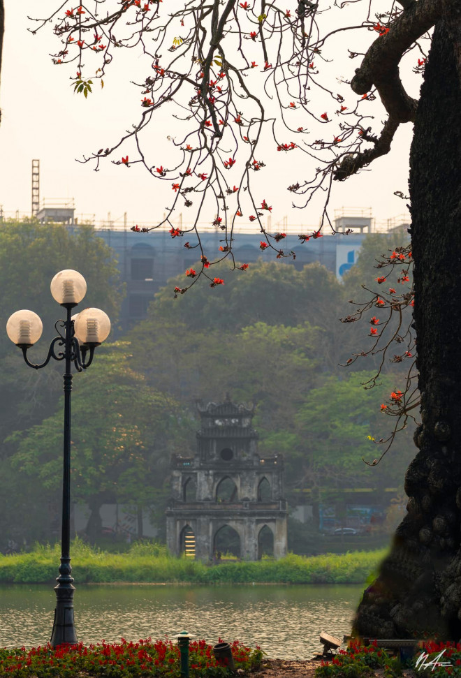 The beauty of time with the hundred-year-old rice flower tree in Hoan Kiem Lake - 4