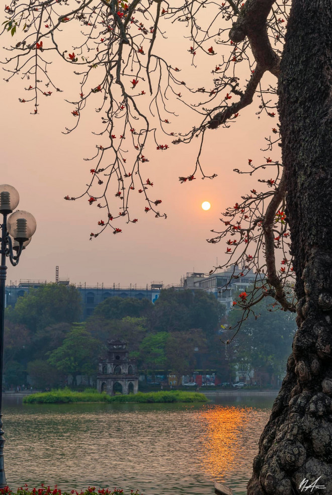 The beauty of time with the hundred-year-old rice flower tree in Hoan Kiem Lake - 5