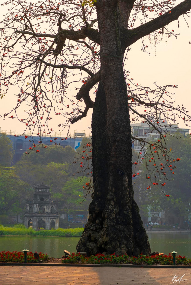 The beauty of time with the hundred-year-old rice flower tree in Hoan Kiem Lake - 6