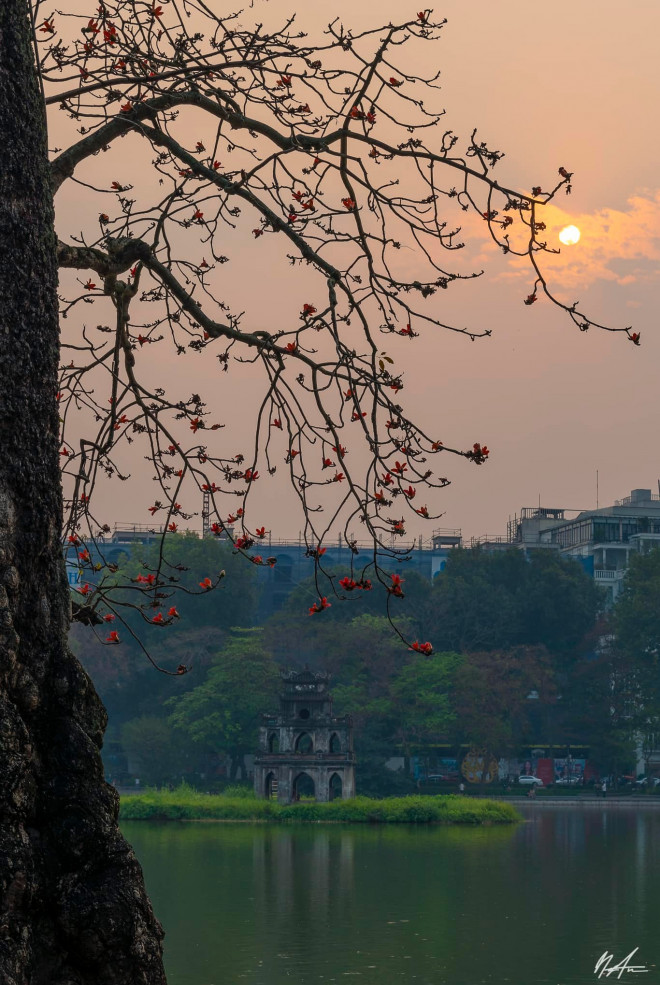 The beauty of time with the hundred-year-old rice flower tree in Hoan Kiem Lake - 7