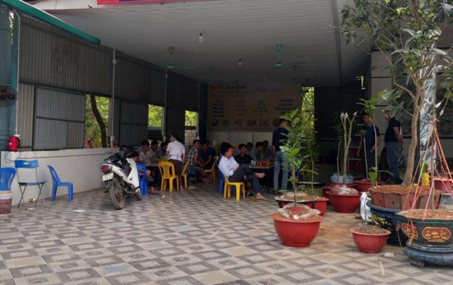 Một sàn giao dịch bạch hải đường xuất hiện và đang rao bán những cây hoa này với mức giá trên trời (ảnh: P. Hiền)