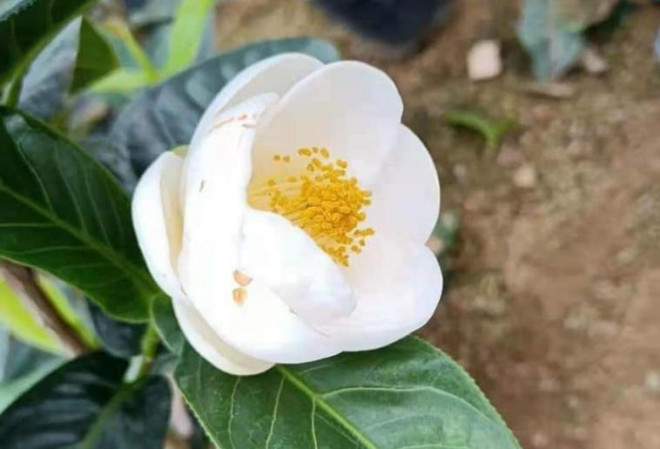 Hoa hải đường là loại cây cảnh vô cùng quen thuộc ở nước ta với giá bán bình dân. Nay những cây hoa hải đường trắng bỗng nhiên sốt giá, được lùng mua.