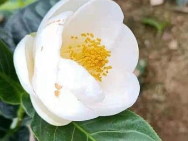 Thị trường - Tiêu dùng - Bạch hải đường bỗng sốt "điên đảo", bán trao tay lãi ngay vài trăm triệu