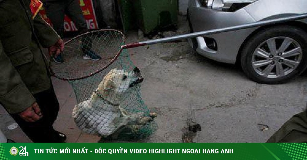 Communes and wards in Hanoi form teams to catch stray dogs