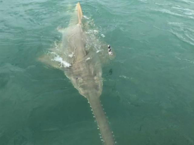 Thế giới - Tưởng câu được cá mập, kéo cần câu để lộ sinh vật “kỳ lạ bậc nhất đại dương”