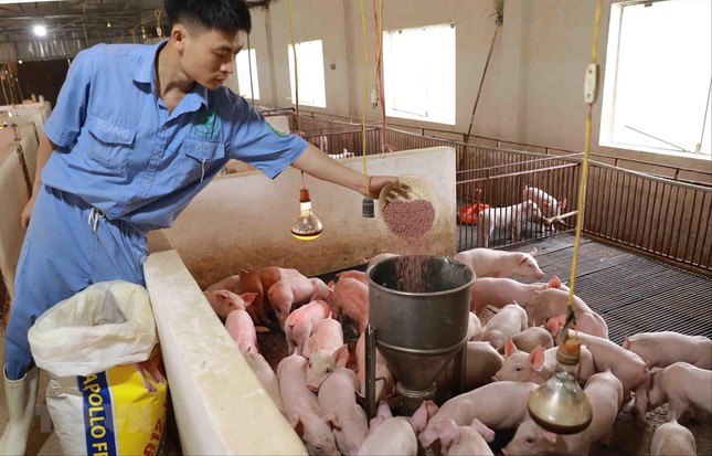 Giá các sản phẩm TĂCN tiếp tục tăng người chăn nuôi trong nước gặp khó