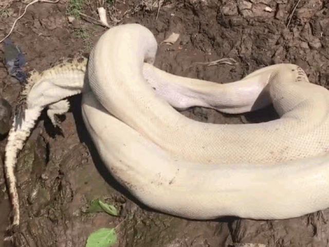Media - "Mãng xà" bạch tạng hạ sát cá sấu kinh hoàng