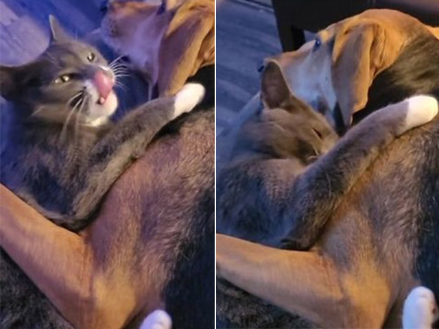 Bạn trẻ - Cuộc sống - Clip: Mèo ôm ấp chó cưng trên ghế sofa "đốn tim" dân mạng