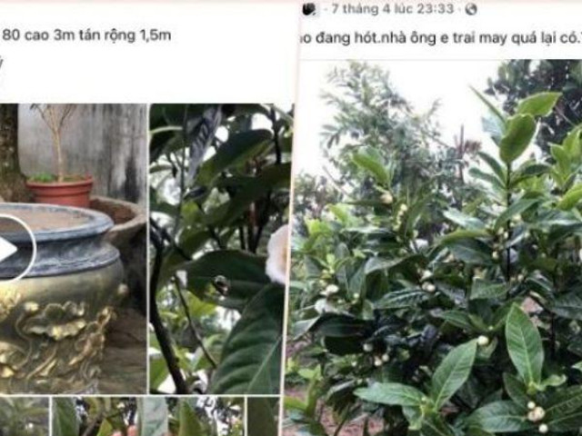 Thị trường - Tiêu dùng - Hết thời lan đột biến, bạch hải đường lại lên cơn sốt, sang tay 1,2 tỷ đồng/cây