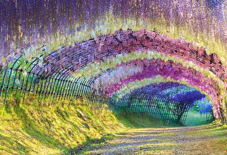 1. Đường hầm hoa tử đằng là nơi nổi tiếng nhất trong công viên Kawachi Fuji ở miền nam Nhật Bản.
