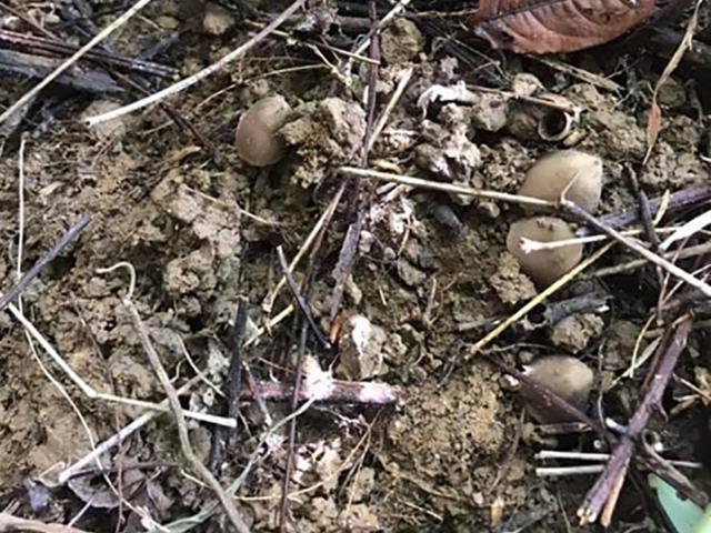 Thị trường - Tiêu dùng - "Lộc trời" ở Việt Nam mọc lên vào ban đêm, đua nhau hái bán 700.000 đồng/kg